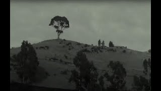 Árbol Solitario Huancavelica