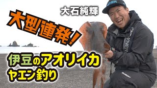  大型連発　伊豆のアオリイカヤエン釣り