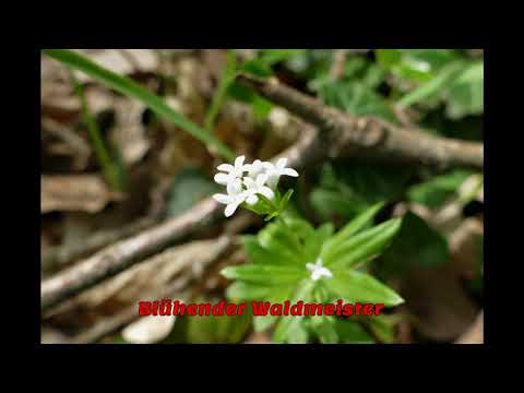 Wanderung Leutesdorf