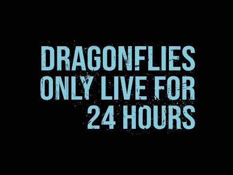 Dragonfiles Only Live for 24 Hours