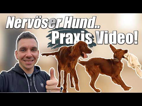 So trainieren wir Hunde - Einblick in unsere Praxis Arbeit mit nervösem Hund!