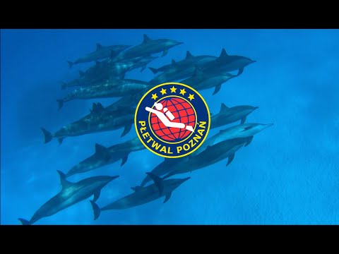 Nurkowanie w Egipcie - Egypt Diving - WADI LAHAMI 2019 - Wyjazd nurkowy z CN Płetwal Poznań