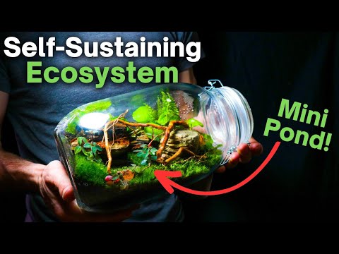 I Made a Self Sustaining Terrarium With a Mini Pond, Here’s How!