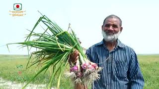 গাইবান্ধার চরে চাষাবাদ