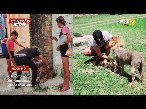 Vídeo: Cachorro vítima de maus-tratos ganha nova vida.