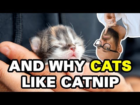 Why are Calico Cats Always Female?