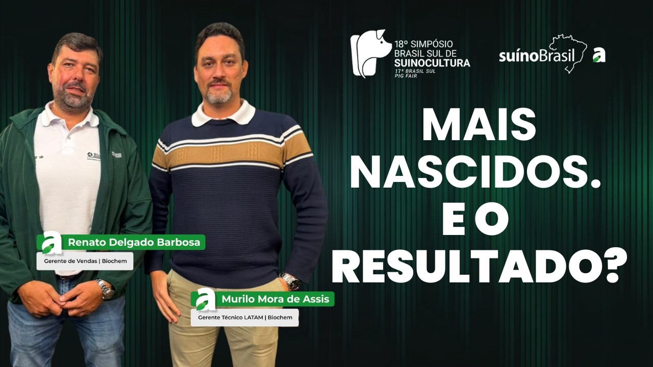 Leitegadas maiores, leitões menores: onde está o próximo ganho da suinocultura?
