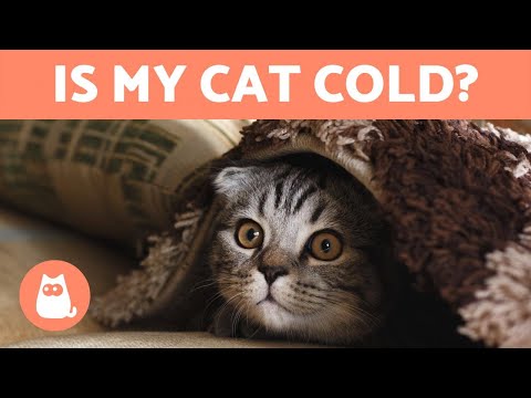 How Do I Know If My CAT Is COLD? ❄️ + Ways to ... - YouTube