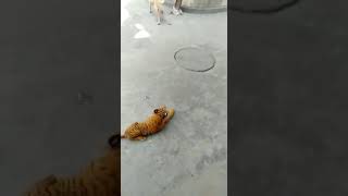 Download lagu lintang pukang mp3