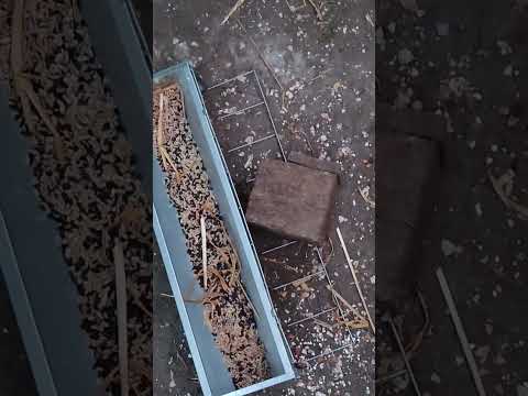 ネズミが鶏の種を食べないようにするために何ができるでしょうか?シンプルだが効果的な 8 つのヒント  庭園