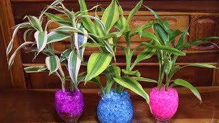 HOW TO GROW DRACAENA PLANT AND LUCKY BAMBOO IN WATER WITH GRAVEL ROCKS.