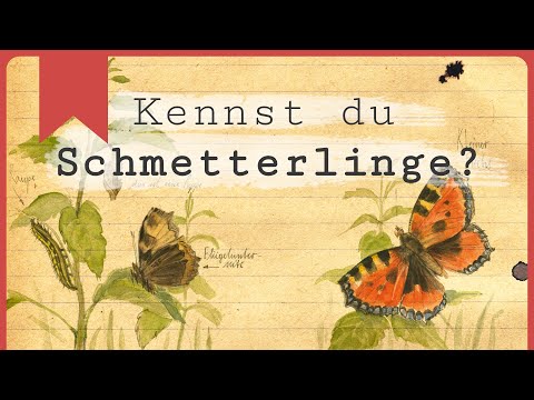 Schmetterlinge erklärt: Die wichtigsten Merkmale!