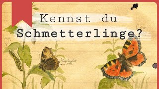 Schmetterlinge erklärt: Die wichtigsten Merkmale!