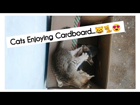 Cats Enjoying Cardboard...😍🐈😺 | Lara & Khaira