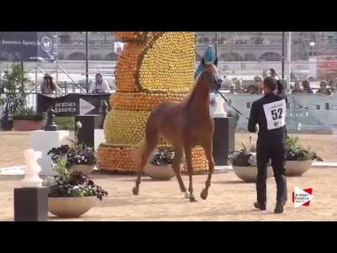 N 52 DELIGHT'S DIVAH RB   Menton 2015   Fillies 3 years old Class 3