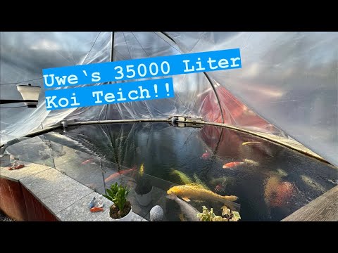 Uwe‘s 35000 Liter Koi Teich im Kuppel Zelt mit teils brutalen Jumbo Koi!!