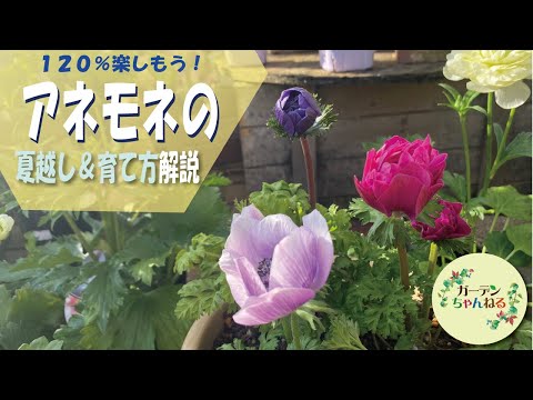 園芸 アネモネラ、アネモネ通り