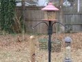Testing My Canon Camera Out On My Blue Birds