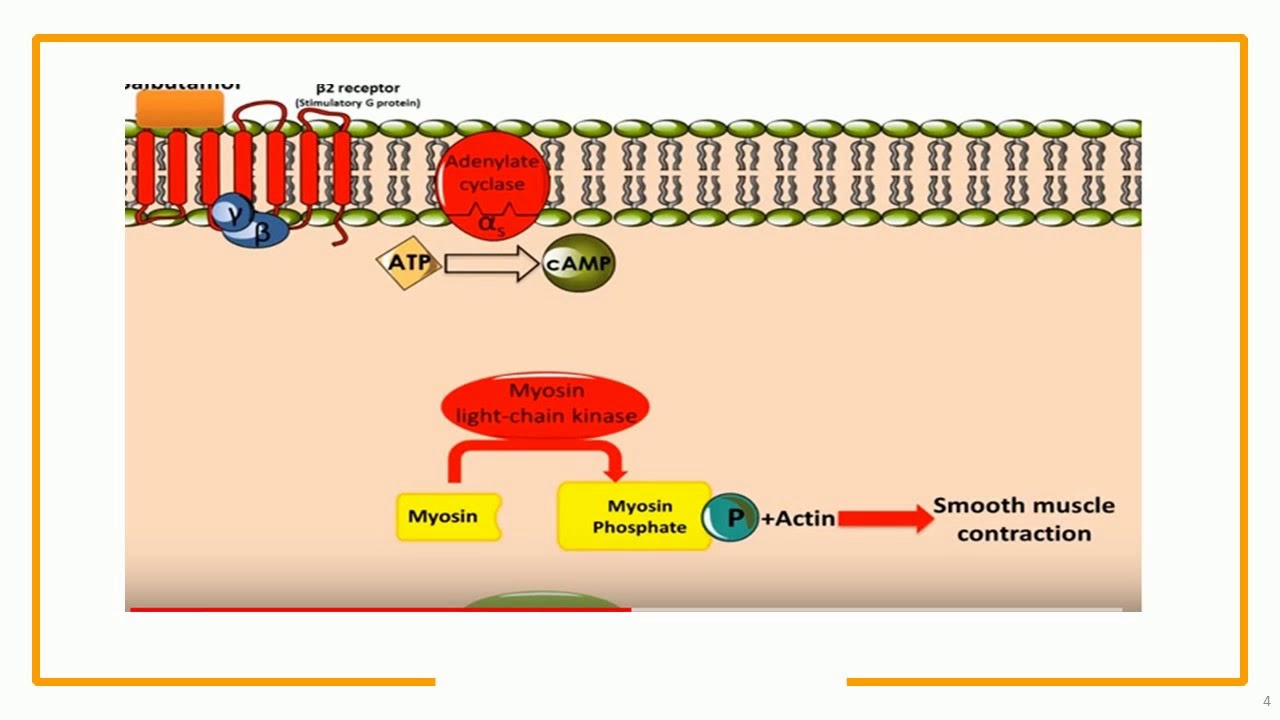 Formoterol Mechanism of Action - YouTube