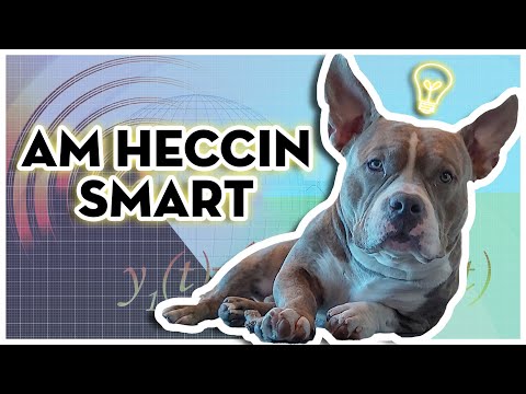 Teaching My Dog To Lie Down | 4 Quick Steps To Train Your Puppy