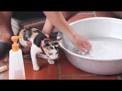 Cat having bath and geting hair dryer