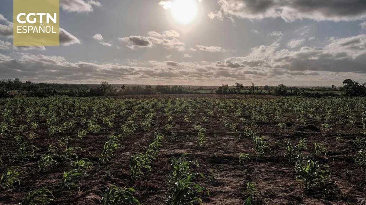 ONU: Un fenómeno de El Niño cada vez más intenso podría provocar olas de calor sin precedentes