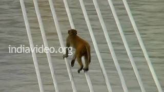 Monkeys playing on Lakshman Jhula