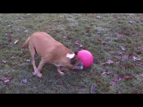 Pensioner Staffordshire Bull Terrier Rescue lady Wotzit.