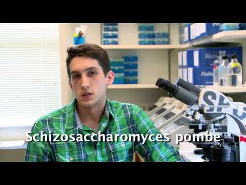 Epigenetics: An Introduction