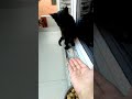 Cat Hand Shake Moment