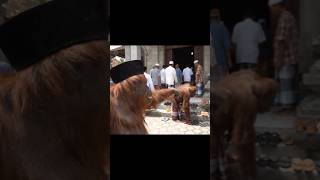 Download lagu kebiasaan siapa ini?? #siotan #ai #jumatberkah mp3