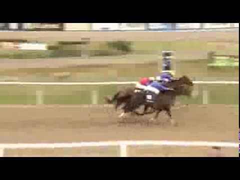 Energia El Gigante e Energia Eroi (FRA) formam dobradinha do Stud Estrela Energia na Suécia