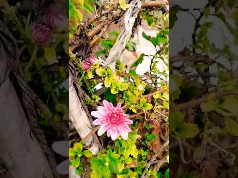 new flower #love #song #karimulla