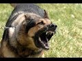 Dog Barking Ringtone With Free Download Link