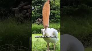 Download lagu 5 Birds With the Strangest Voices #uniquefacts #animalshorts #interestinganimalfacts mp3