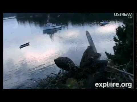 Great fish fight with Audubon Osprey