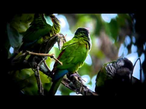 Grey-breasted Parakeet – Pyrrhura griseipectus – periquito cara-suja