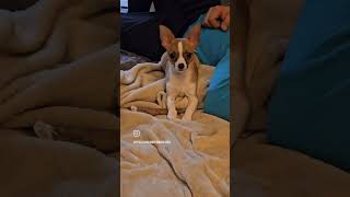 Video preview image #1 Chihuahua Puppy For Sale in Lebanon, PA, USA