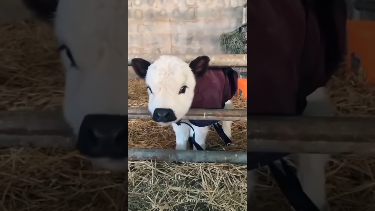 아름답고 귀여운 동물 변신!