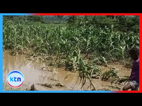 Residents of Malakisi plead to govt' for food aid following destruction of crops by heavy rains