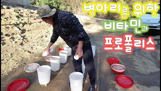 영남씨한테 딸린 수많은 어린 식솔들을 위한 특별한 식수//Special drink for chicks