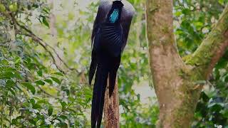Download lagu Black Sicklebill | Cenderawasih sabit hitam | Burung luar biasa dengan tariannya yang indah. mp3 Download lagu Black Sicklebill | Cenderawasih sabit hitam | Burung luar biasa dengan tariannya yang indah. mp3