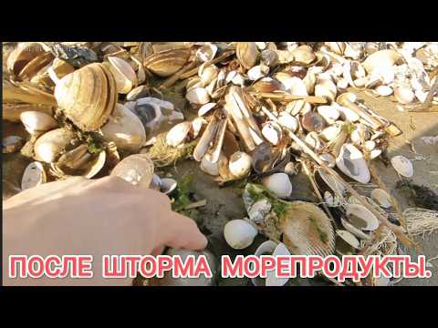 ПОСЛЕ ШТОРМА. СБОР МОРЕПРОДУКТОВ.