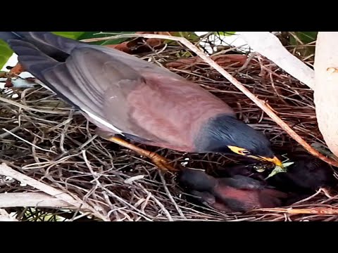 Common myna Birds bring locusts and crickets to feed babies#bird