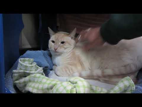 Zen, 4-year old neutered male cat with a short, flame pt coat