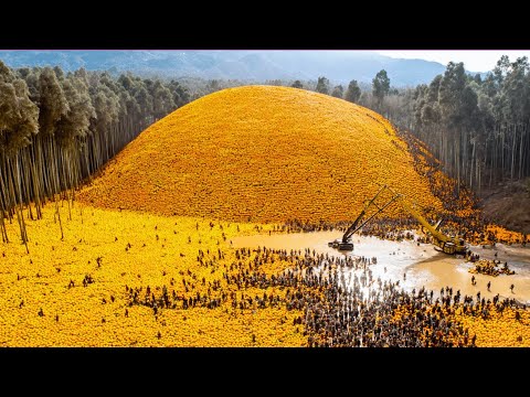 They Throw 1000 Tons of Orange Peels into a Forest, The Results After 20 Years Are Shocking