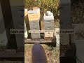 Don't Stand In Front of Beehives!