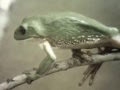 Classic Sesame Street Film The Frog Struggle Song