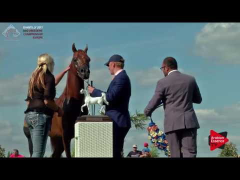 3rd PLACE N.81 MARSEVARNO - Chantilly 2017 European BC - Stallions Championship (Class 15)