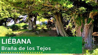 preview picture of video 'Braña Los Tejos'